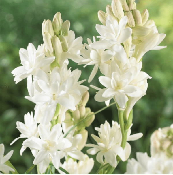 rajnigandha flower seeds Rajnigandha Bulbs