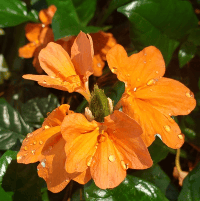 kanakambaram flower seeds Kanakambaram Plants