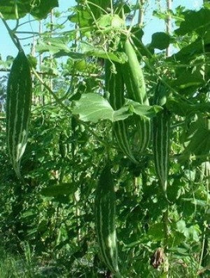 planting snake gourd seeds Snake gourd-Naga
