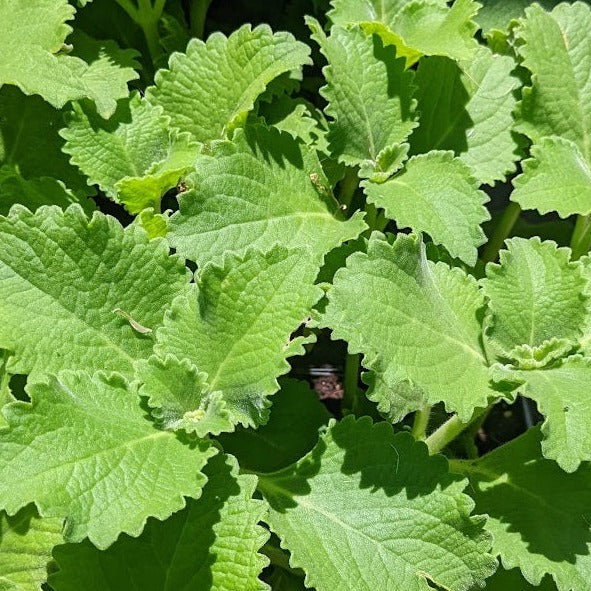ajwain seeds plant Ajwain Leaf Plant