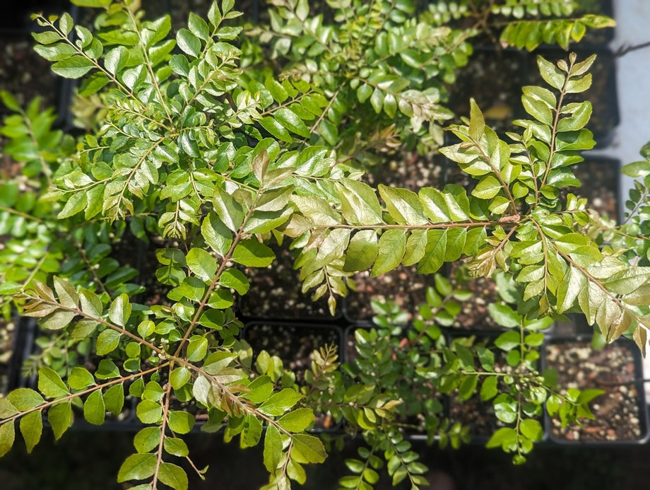 Curry Leaf Plant