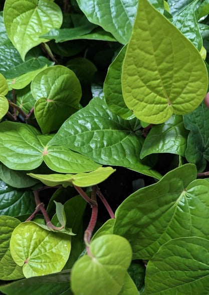 betel seeds for planting Betel Leaf Plant