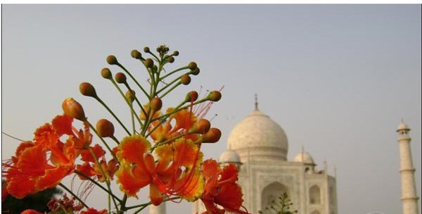 peacock flower seeds Peacock Flower Seeds – Seeds of India